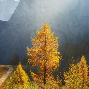 Kashmir Tour Packages